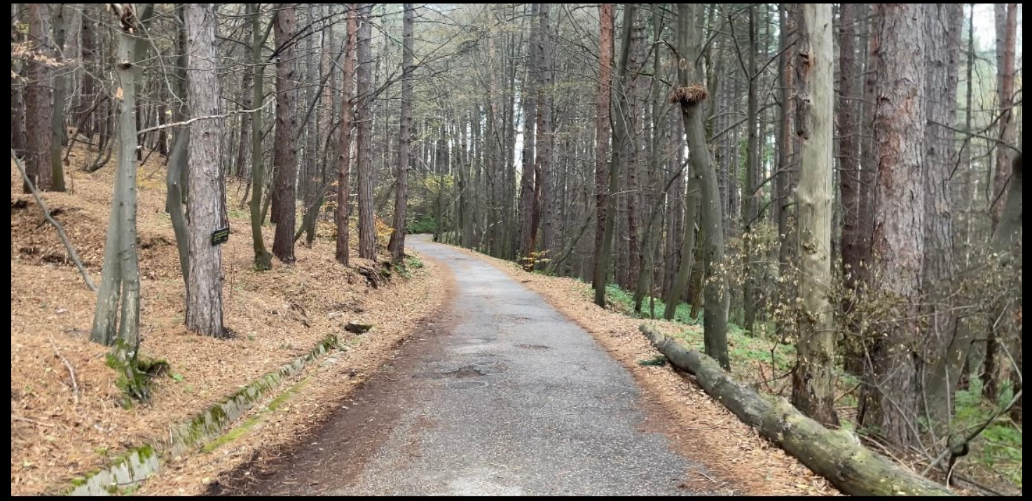 Caminho em uma floresta