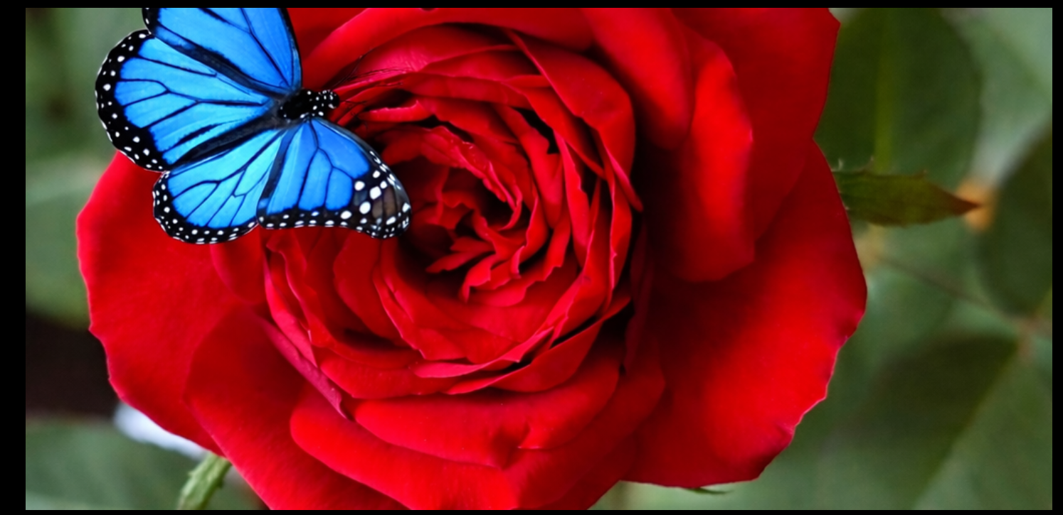Rosa vermelha com borboleta azul